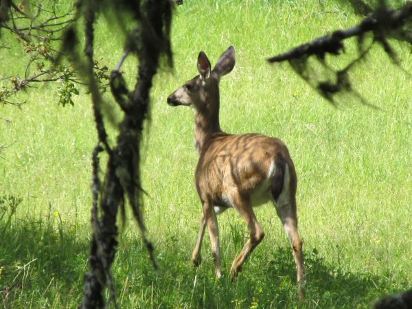 Bear Ridge campout deer resize