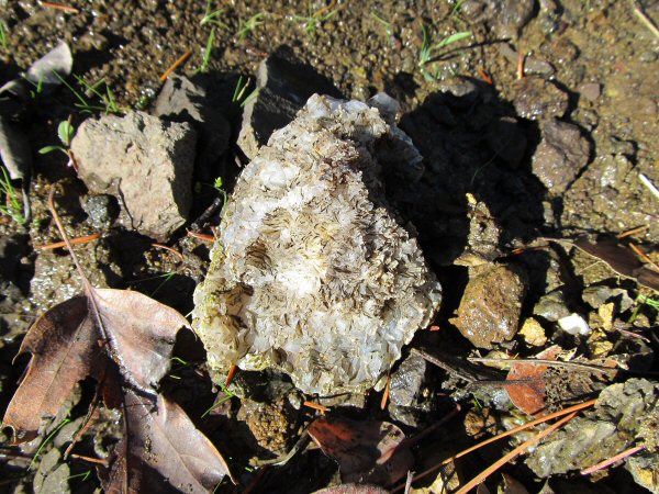 Lake Creek Agate Hunt 022