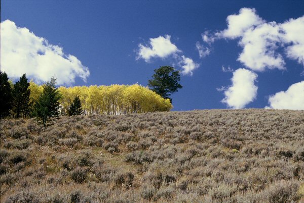 Aspens