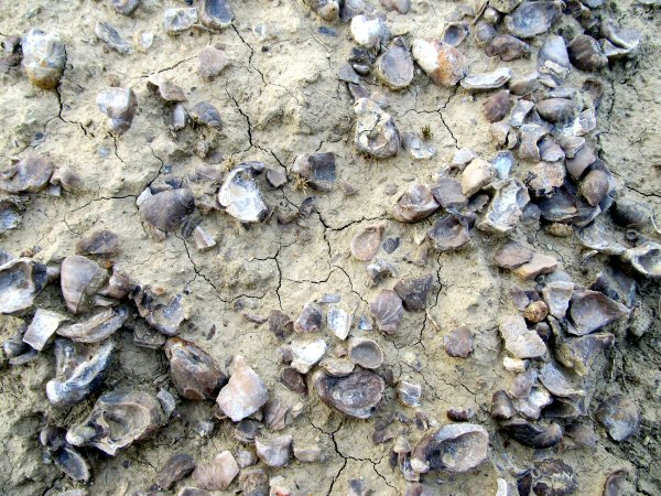 OysterSoil